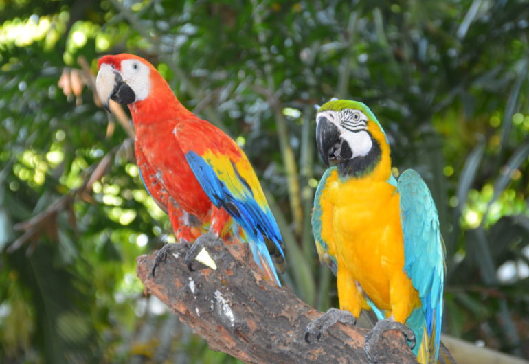 GoForCruise-Caraiben-Papegaaien