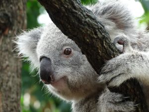 Go For Cruise Australie Koala Azamara Cruises down under