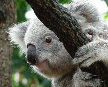 Go For Cruise Australie Koala Azamara Cruises down under