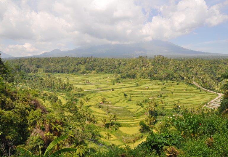 Go For Cruise Azie Indonesie Bali rijstvelden