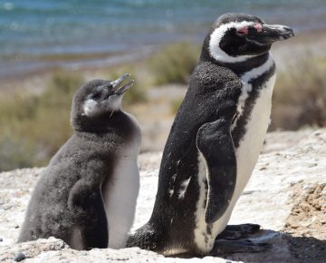 Go For Cruise Zuid Amerika Argentinie Patagonie Peninsula Valdes pinguin