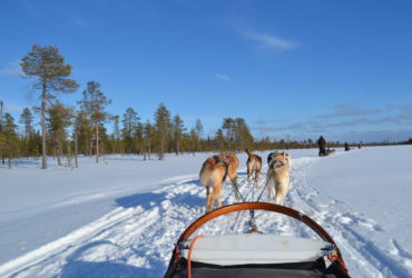 Go For Cruise Go For Lapland husky