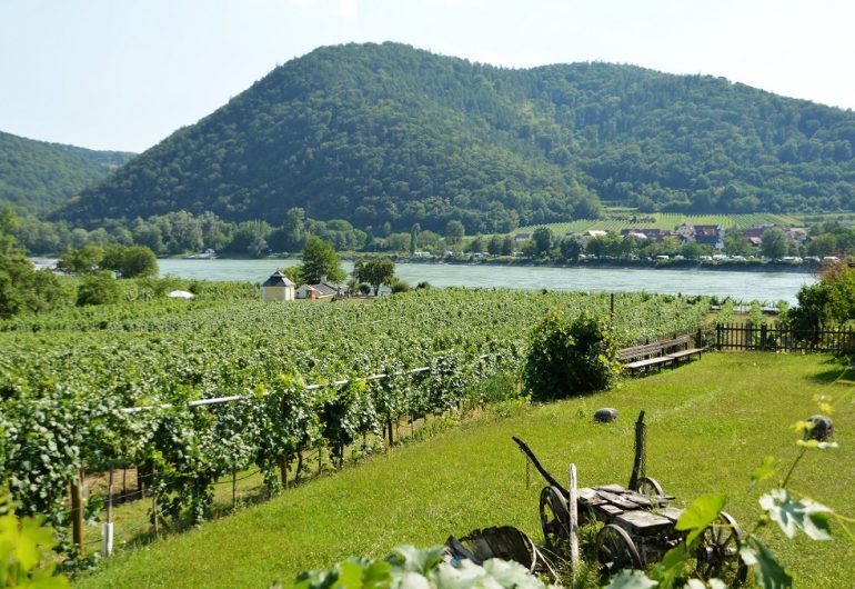 Donau Riviercruise 2020 - wijn