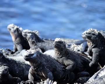 Rondreis Ecuador en Galapagos Expeditie Cruise 2021 - p