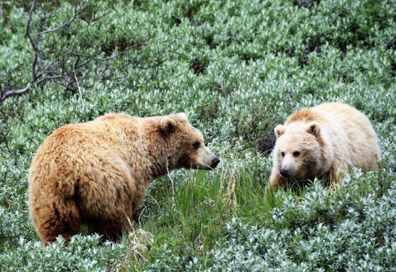 Alaska Rondreis en Cruise 2021 - Denali - Grizzly beren 1