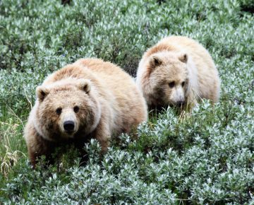 Alaska Rondreis en Cruise 2021 - Denali - Grizzly beren 2