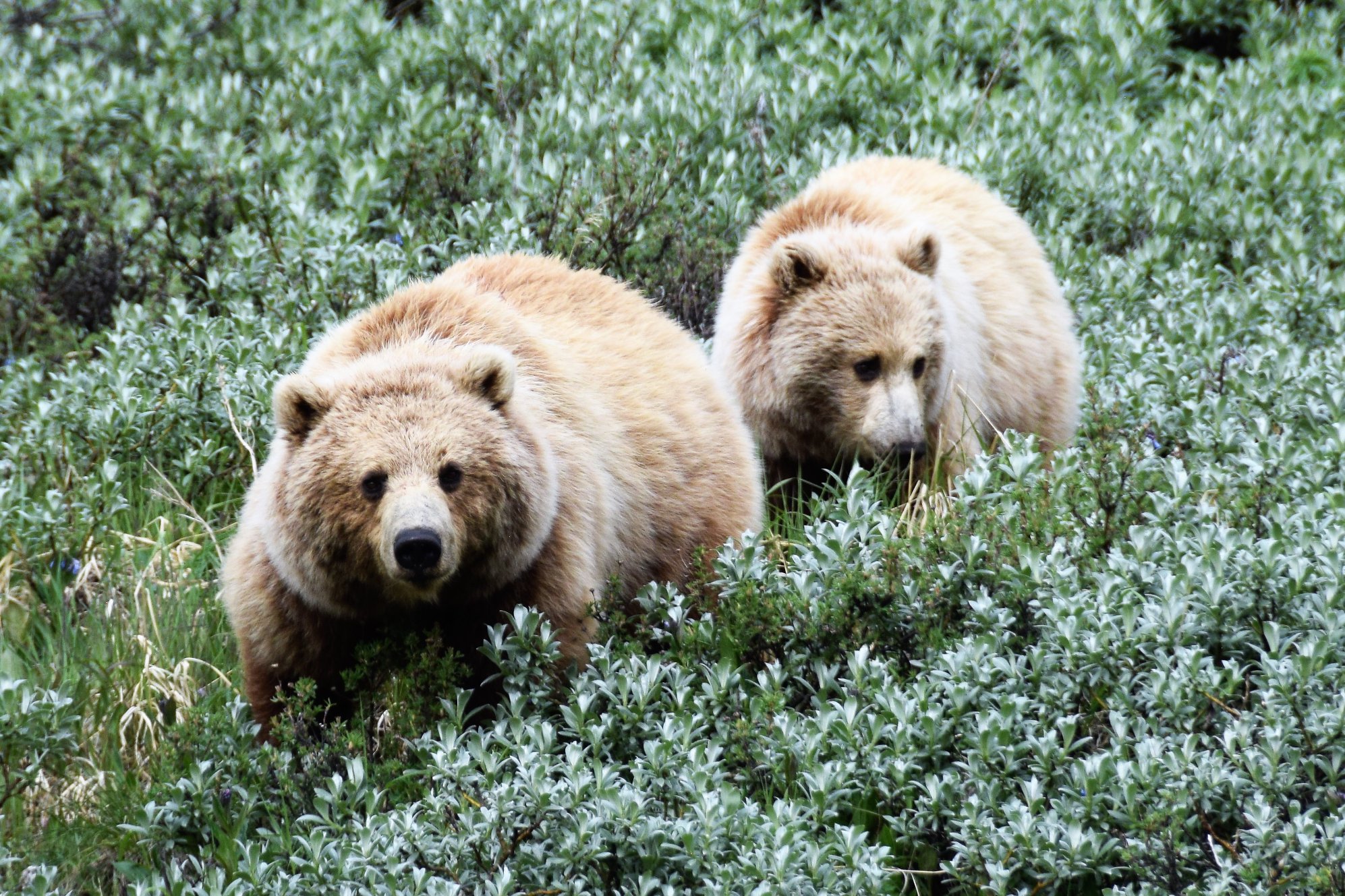 Alaska Rondreis en Cruise 2021 - Denali - Grizzly beren 2
