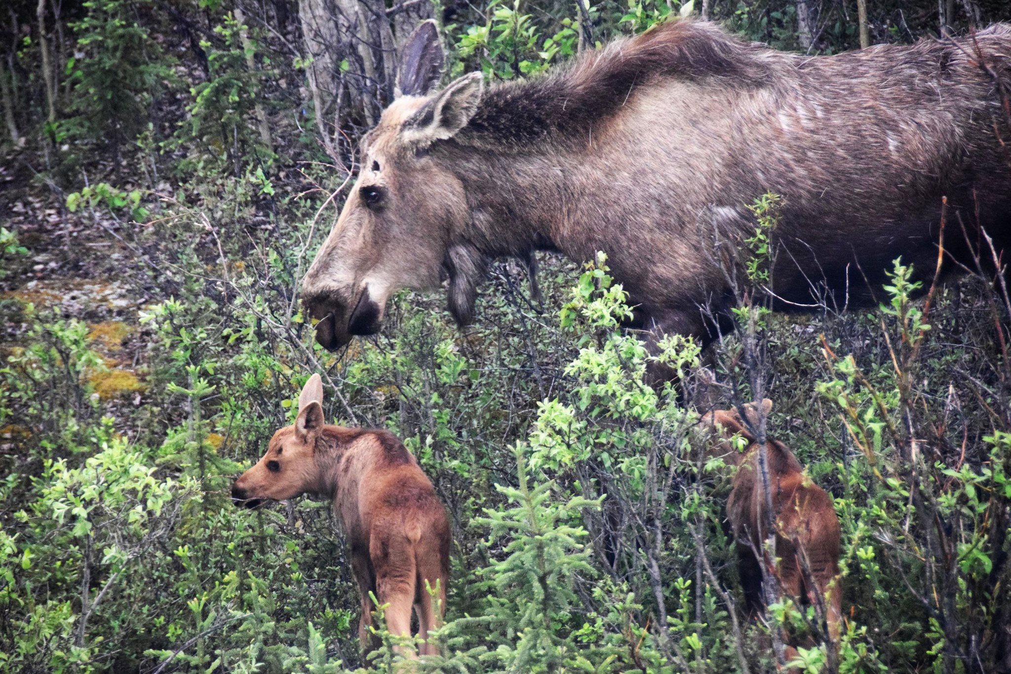 Alaska Rondreis en Cruise 2021 - Denali - Moose familie