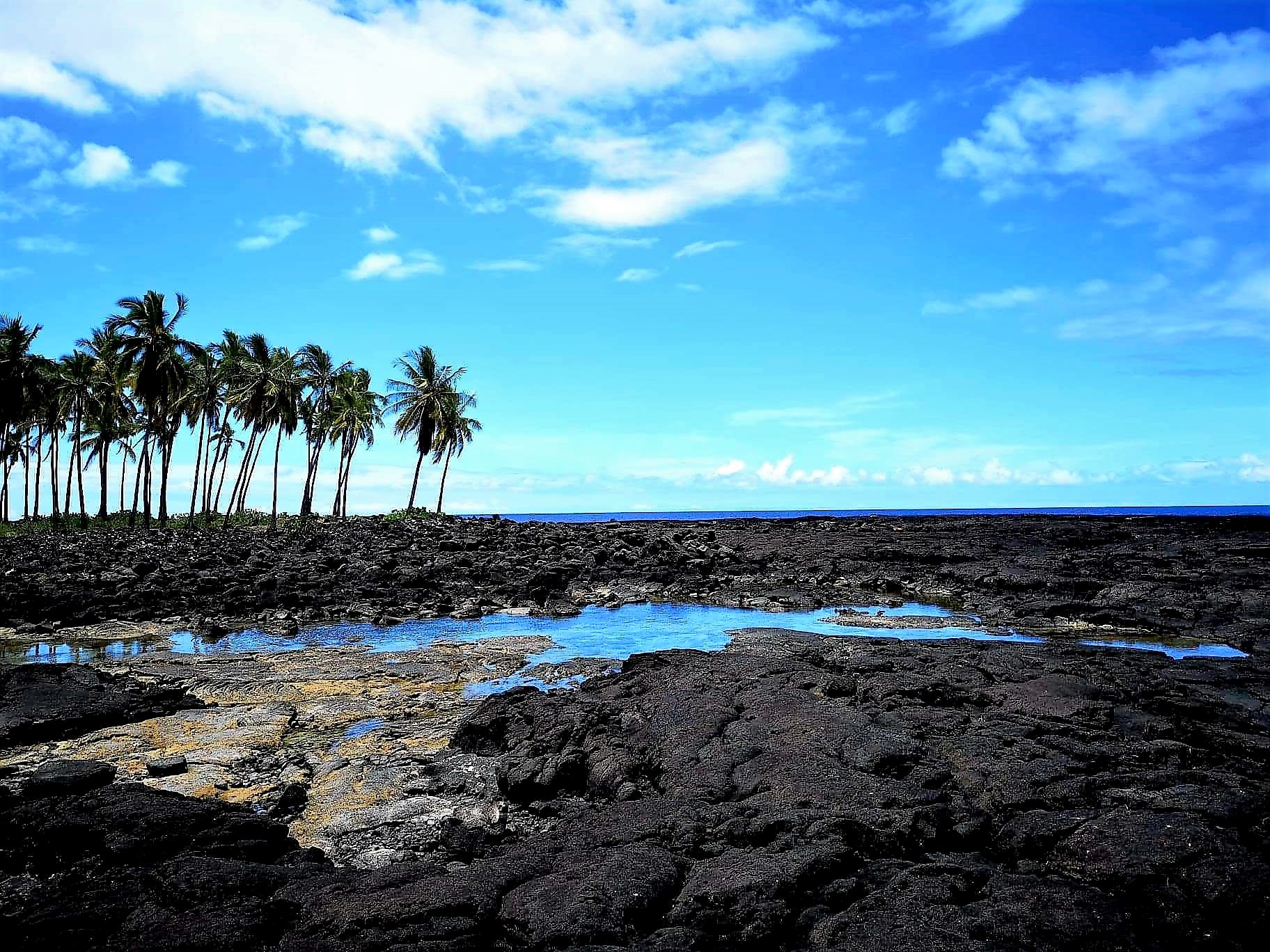 Hawaii Cruise 2022 - lava palmbomen