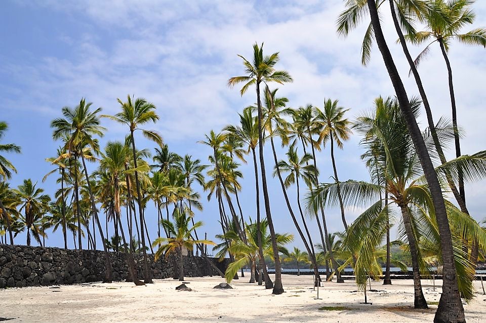 Hawaii Cruise 2022 - palmbomen