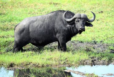 Afrika - Botswana - Chobe - buffel