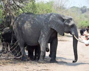 Afrika - Botswana - Chobe - olifant