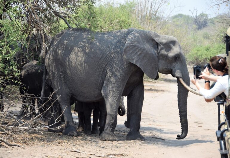 Afrika - Botswana - Chobe - olifant