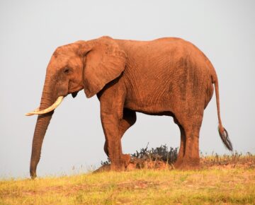 Afrika - Zimbabwe - Kariba - Matusadona - olifant