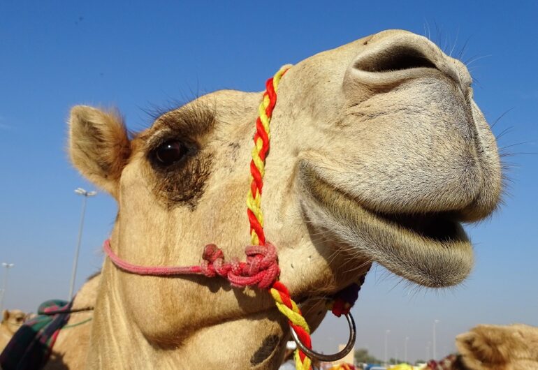 Dubai - kameel