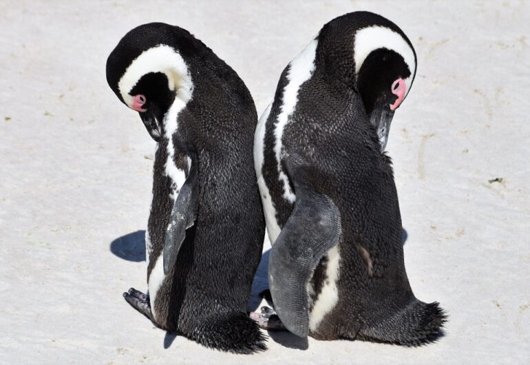 Zuid-Afrika - Kaapstad - Pinguïns